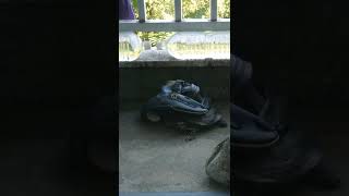 ダンス中に目が合い照れるカメ