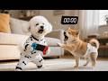 Baby Puppy Is Sad Without His Game Console Mom Dog Is Helpless