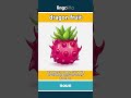 dragon fruit - a bright pink fruit with... video thumbnail