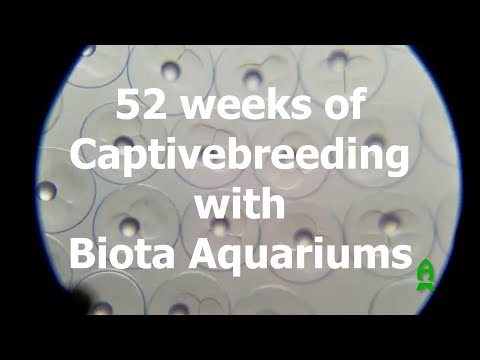 52 weeks of Captive-breeding with Biota Aquariums -1st week.