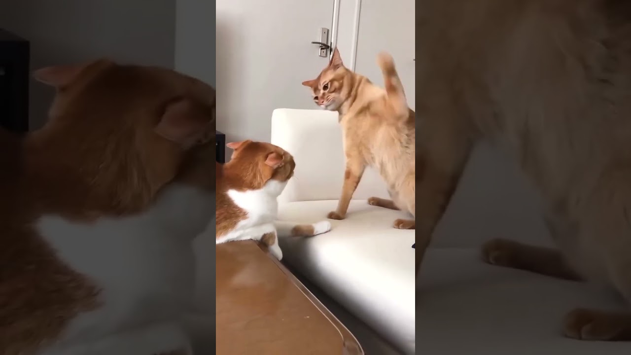 Cat Smacking Other Cat Original Meme Template