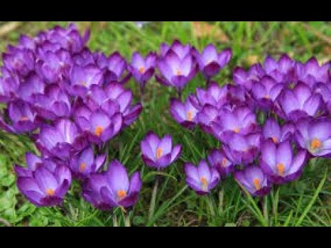 Heaven Scent I Flowers I RosaMaria's Channel