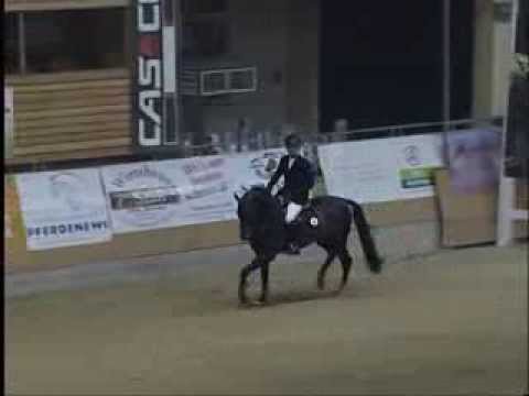 ALOYSIUS v. A Jungle Prince - AWÖ Hengstschau 2013, Stadl-Paura