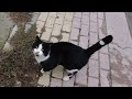 Affectionate Tuxedo Cat Is Meowing For Food