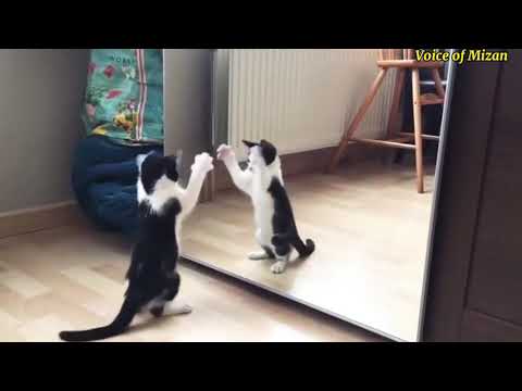 বিড়ালের খেলা [Voice of Mizan ]