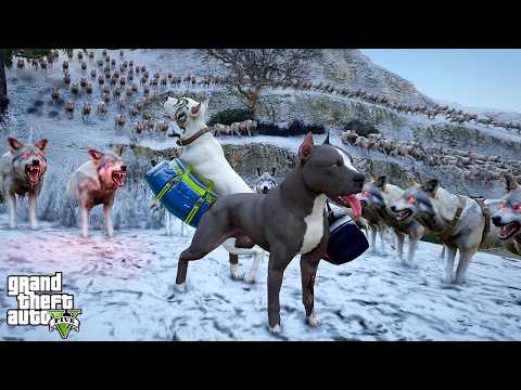 TERMİNATÖR VE ABİSİ AÇ KURT SÜRÜSÜNÜN TUZAĞINA DÜŞÜYOR! - GTA 5 PİTBULL'UN HAYATI