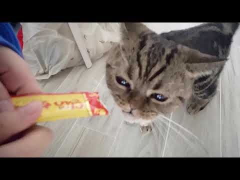 David-CIAO 日本第一銷量貓小食 超級貓模短片大賽