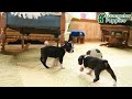 Boston Terrier dogs for sale: River - Video 1