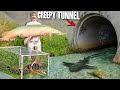 24 HOUR Tunnel Fish Trap Catches CANAL MONSTER