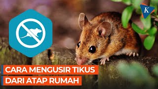 Download lagu 10 Cara Mengusir Tikus yang Mengganggu di Atap Rumah mp3