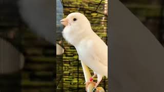 Download lagu suara burung kenari mp3 Download lagu suara burung kenari mp3