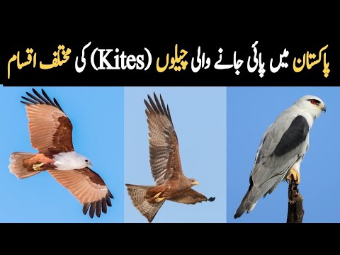 Wild Kites of Pakistan | Different Types of Cheel Birds | Wildlife of Pakistan