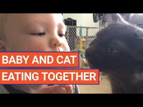 Kitten and Toddler Share Ice Cream Video 2017 | Daily Heart Beat