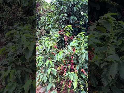 Das Alturas de Minas para Sua Xícara: A Jornada do Café Especial #minasgerais #natureza