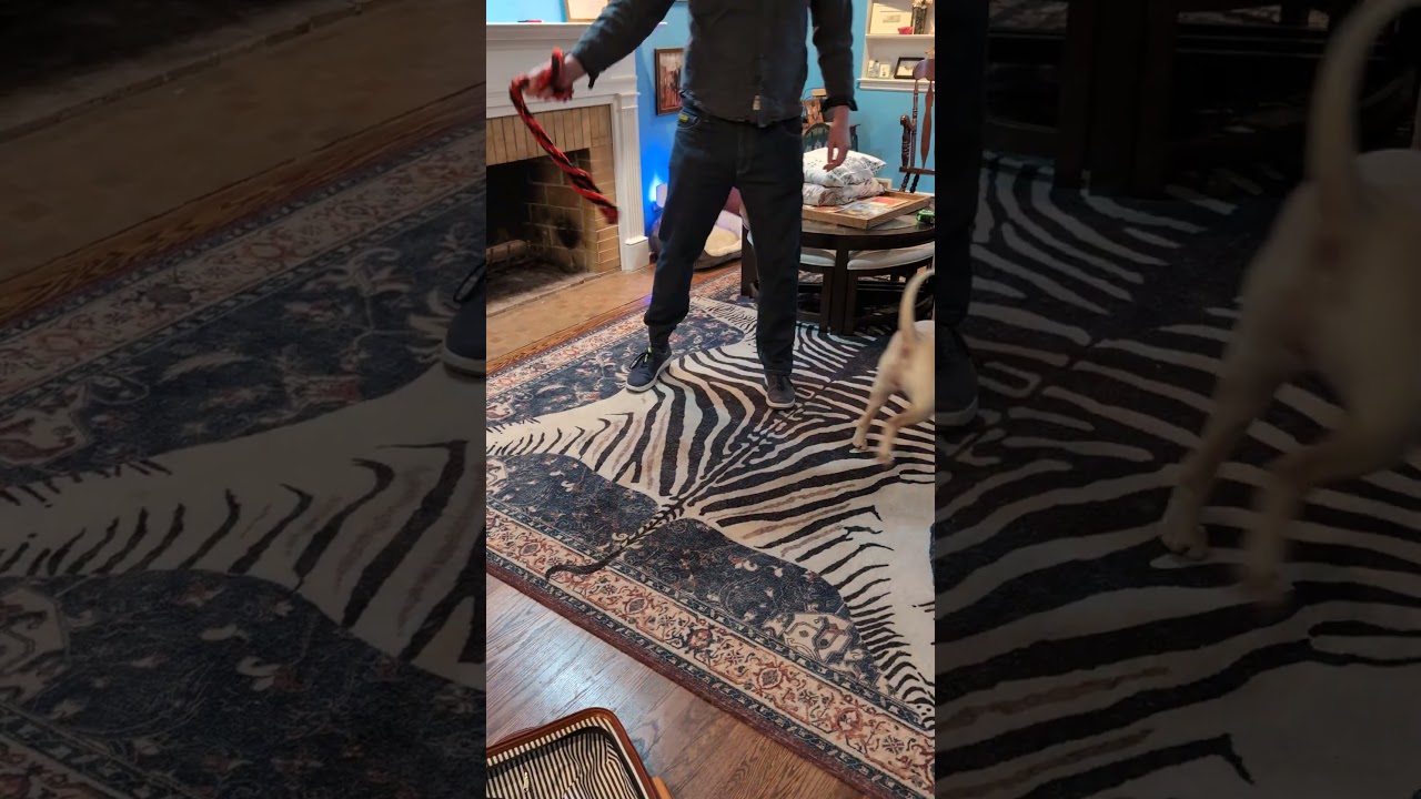 Miss Honey, a Adoptable Shar-Pei in Chicago, IL video 6/6