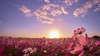 Download lagu Flowers Free to Use No Copyright Video | Sky Copyright Free Videos | Free Stock Video | Free Footage mp3 Download lagu Flowers Free to Use No Copyright Video | Sky Copyright Free Videos | Free Stock Video | Free Footage mp3