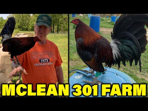 Pure McLean Bennet Grey Radio Yellow Leg 301 Farm