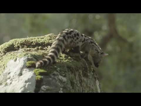 Genet Searching for Food in Amazing Forest | PART 2 - Amazing Videos | Wild Wonders