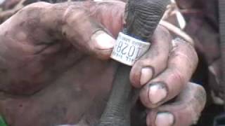 Young Guns - A Generation is Born (Duck and Goose Hunting)