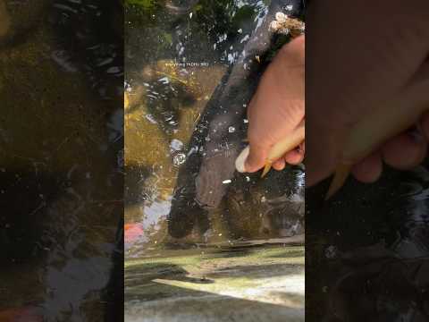 സാമ്പാർ പാത്രം നിറയെ ഭീകരന്മാർ...😳 | feeding monster fish to arapaima | Malabar snake head |