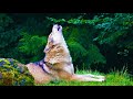 🐺⚡️ THUNDER & WOLVES - Storm with rain on leaves - Night & evening sounds - Help to sleep - howling