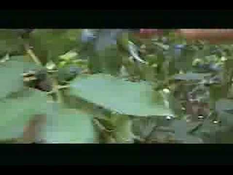 How To Prune A Guava Tree Part 1 Video