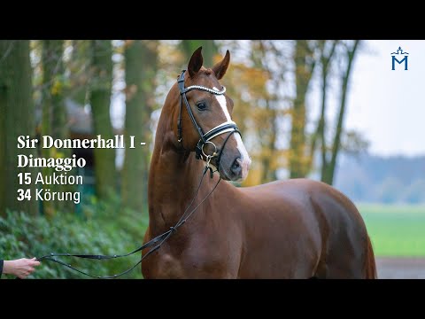 Nr. 15 Hengst v. Sir Donnerhall - Dimaggio