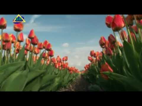 JAIDY BADING   BUNGA KOUPUSAN KU