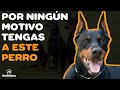 DÓBERMAN 7 RAZONES PARA NO TENERLO