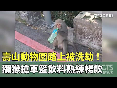 壽山動物園路上被洗劫！　獼猴搶車籃飲料熟練暢飲