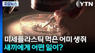 미세플라스틱 먹은 어미 생쥐...새끼에게 어떤 일이? / YTN