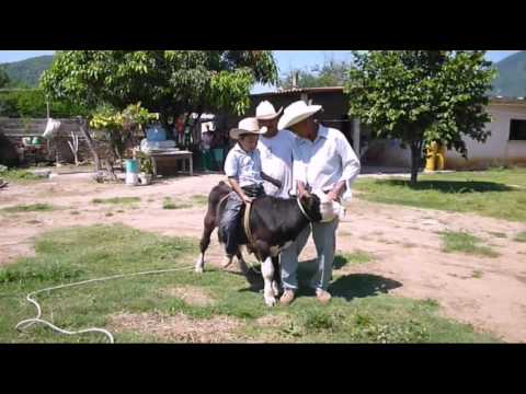 Monta de toro(Camra Lenta)