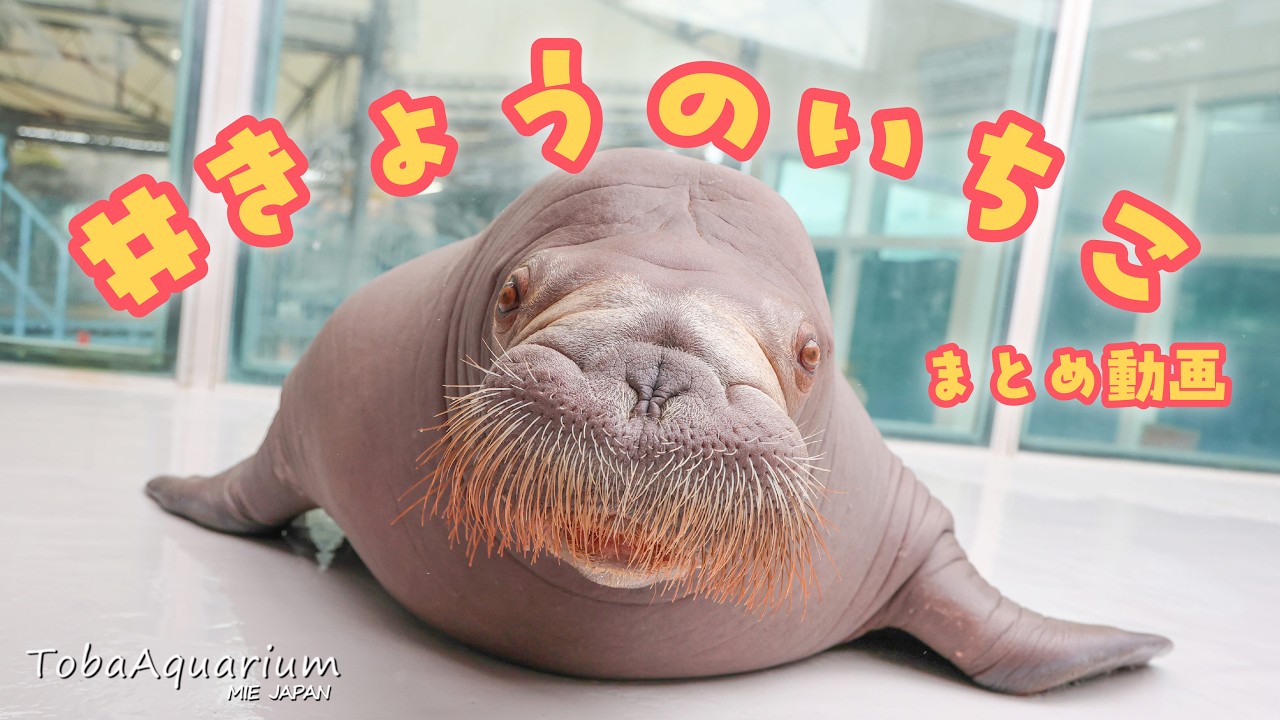 《鳥羽水族館》きょうのいちこ まとめ動画