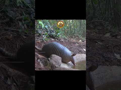 Depois da limpeza ter deixado água , vários animais lindos vieram no bebedouro #Bebedouro #Animais