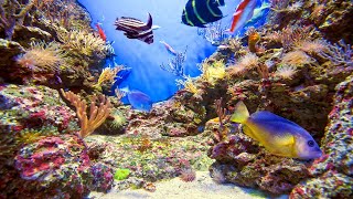 🌿 Heilende Entspannungsmusik zur Beruhigung der Nerven für das Herz und für die Seele