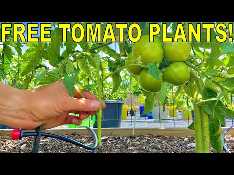 , title : 'How To Clone A Dying Tomato And Make Unlimited FREE TOMATO PLANTS'