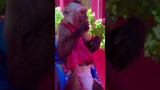 Pink Street 🩷#carnivalcruiseline #shorts #funny #animals #choosefun #carnival #dominicanrepublic