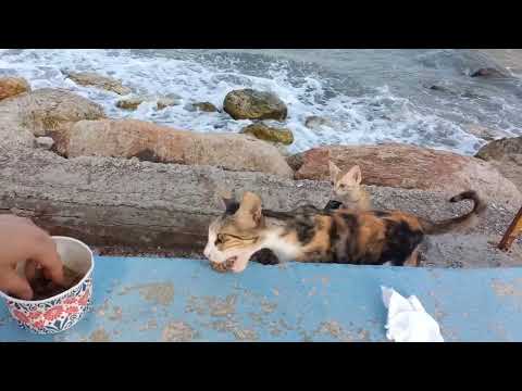 Mother and Kittens Were Very Hungry and Scared ! We Helped Them 🐱(Animal Rescue Video 2022)