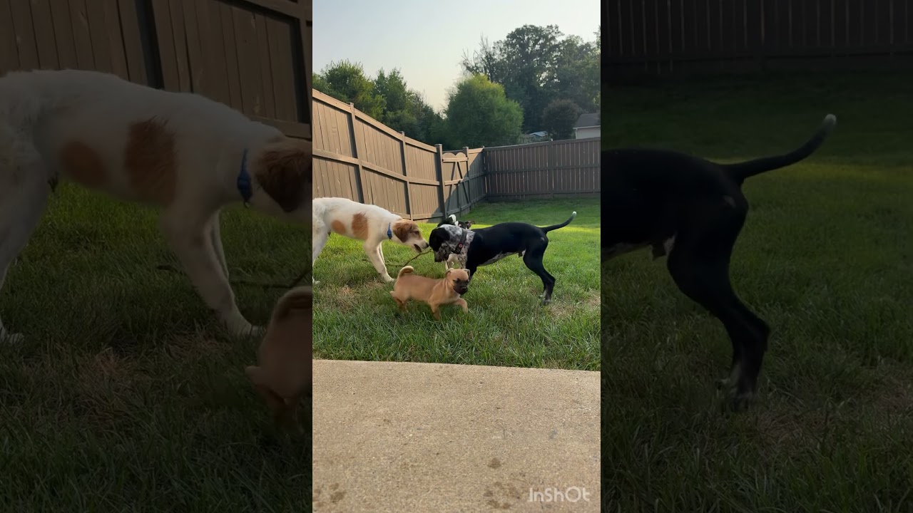 Oakley, a Adoptable mixed breed in Warrenton, VA video 6/6