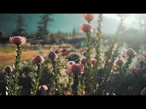 Nature Lovers || Flowers