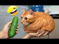 Try Not To Laugh 1 Hour Of Best Funny Cats And Dogs Videos 2026