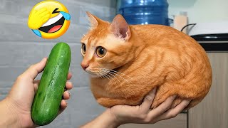Try Not To Laugh 🤣 1 Hour of Best Funny Cats and Dogs Videos 2026 😽🐶