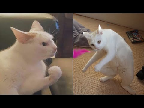 Try Not To Laugh 🤣 New Funny Cats Video 😹 - MeowFunny Part 11