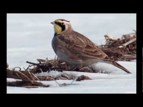 Ой ти, жайворонку - arrang. by Leopold Yashchenko / choir Khreshchatyk Kyiv