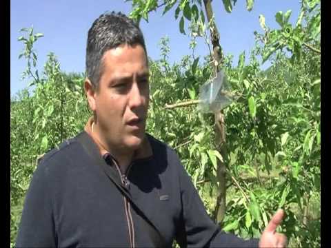 25 04 2016 RTV Vranje Jabuke pojacano osetljive na pojavu bolesti