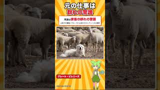【犬種シリーズ #36】後ろ足の指が2本多い犬｜グレート・ピレニーズ
