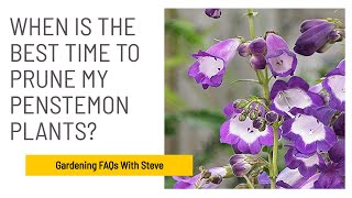 When is the best time to prune my Penstemon plants?