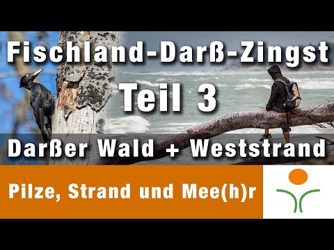 Darßer Wald + Weststrand l Fischland-Darß-Zingst - Teil 3
