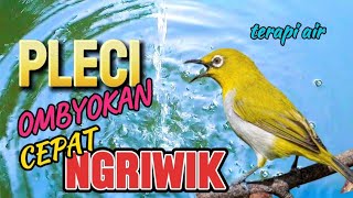 Download lagu Pleci ombyokan pasti cepat nyaut ngriwik, suara air terapi semua jenis burung mp3