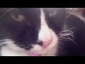 Billy The Tuxedo Cat Whiskers And Yawning